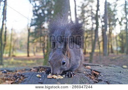 Squirrel With Fluffy Black Fur Eating Nuts On Hemp On A Sunny Spring Day