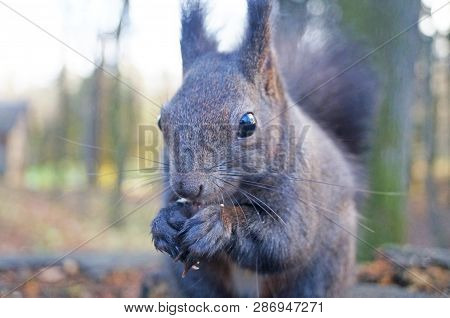 Squirrel With Fluffy Black Fur Eating Nuts On Hemp On A Sunny Spring Day