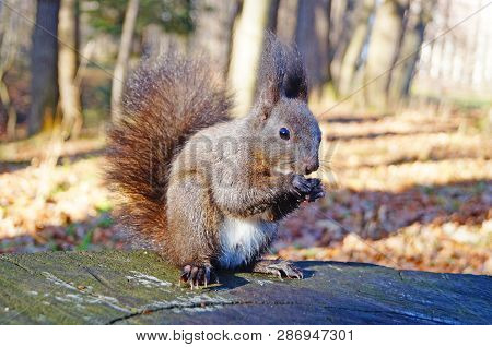 Squirrel With Fluffy Black Fur Eating Nuts On Hemp On A Sunny Spring Day