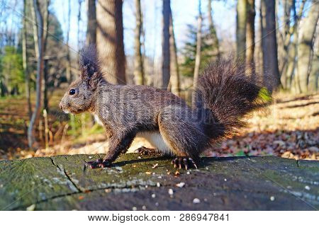 Squirrel With Fluffy Black Fur Eating Nuts On Hemp On A Sunny Spring Day
