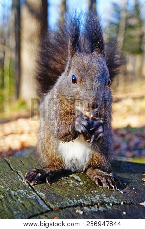 Squirrel With Fluffy Black Fur Eating Nuts On Hemp On A Sunny Spring Day