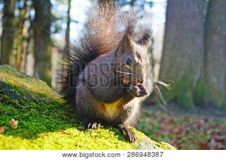 Squirrel With Fluffy Black Fur Eating Nuts On Hemp On A Sunny Spring Day