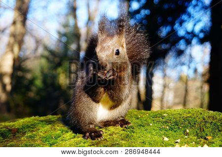 Squirrel With Fluffy Black Fur Eating Nuts On Hemp On A Sunny Spring Day