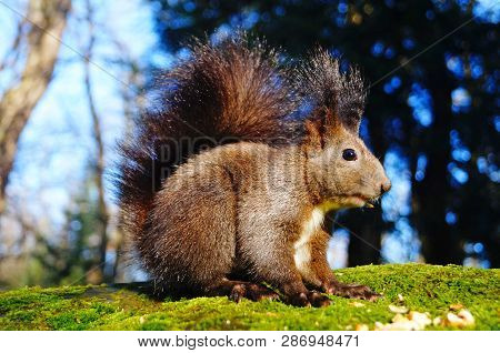 Squirrel With Fluffy Black Fur Eating Nuts On Hemp On A Sunny Spring Day