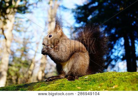 Squirrel With Fluffy Black Fur Eating Nuts On Hemp On A Sunny Spring Day