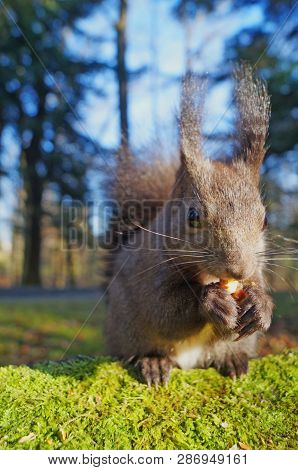 Squirrel With Fluffy Black Fur Eating Nuts On Hemp On A Sunny Spring Day