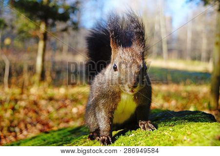 Squirrel With Fluffy Black Fur Eating Nuts On Hemp On A Sunny Spring Day