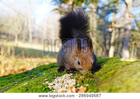 Squirrel With Fluffy Black Fur Eating Nuts On Hemp On A Sunny Spring Day