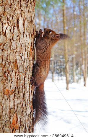 Squirrel With Fluffy Black Fur Eating Nuts On Hemp On A Sunny Spring Day
