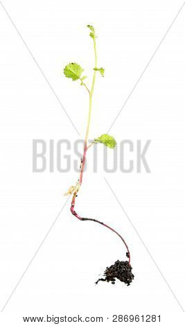 Seedling Of Radish Plant With Green Leaves And Root System Isolated On White Background
