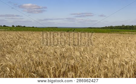 Yellow Wheat On Field And Treees And Clouds