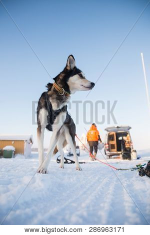 Alaskan Husky Sled Dogs Waiting For A Sled Pulling. Dog Sport In Winter. Dogs Before The Long Distan