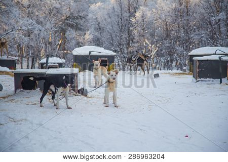 Alaskan Husky Sled Dogs Waiting For A Sled Pulling. Dog Sport In Winter. Dogs Before The Long Distan