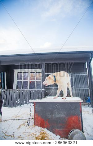 Alaskan Husky Sled Dogs Waiting For A Sled Pulling. Dog Sport In Winter. Dogs Before The Long Distan