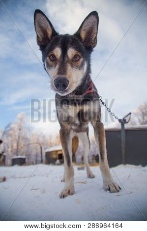 Alaskan Husky Sled Dogs Waiting For A Sled Pulling. Dog Sport In Winter. Dogs Before The Long Distan