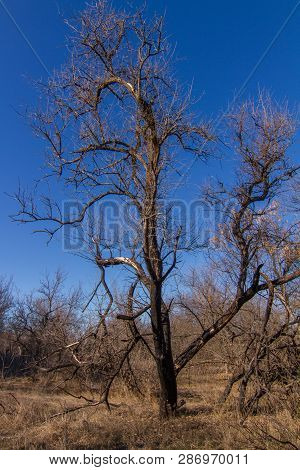 Morning Winter Snowless Landscape