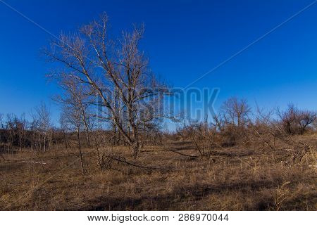 Morning Winter Snowless Landscape