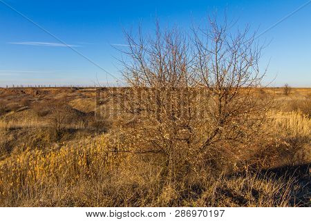 Morning Winter Snowless Landscape