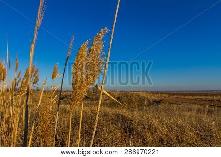 Morning Winter Snowless Landscape