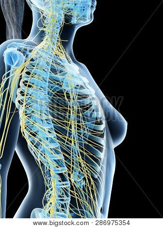 3d rendered illustration of a females nervous system of the upper body
