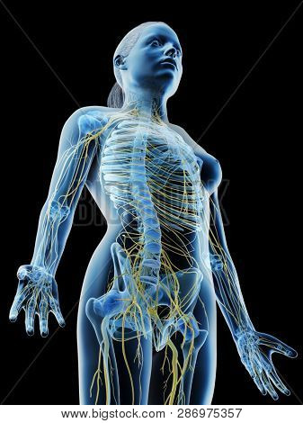 3d rendered illustration of a females nervous system of the upper body