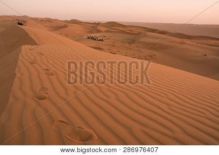 Dromedary And Dunes Of The Wahiba Sand Desert At Dawn (oman)