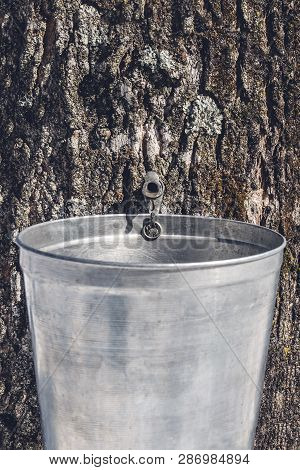 Metal Pail Attached To A Maple Tree To Collect Sap. Maple Syrup Production In Quebec.