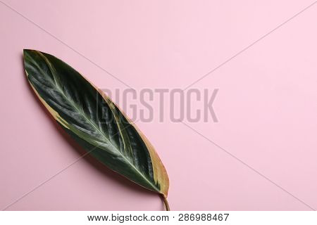 Leaf Of Tropical Stromanthe Plant On Color Background, Top View With Space For Text
