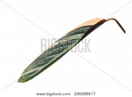 Leaf Of Tropical Stromanthe Plant Isolated On White