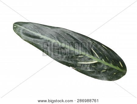 Leaf Of Tropical Stromanthe Plant Isolated On White