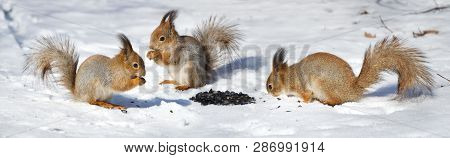Three Red Squirel Sitting On The Snow Snow