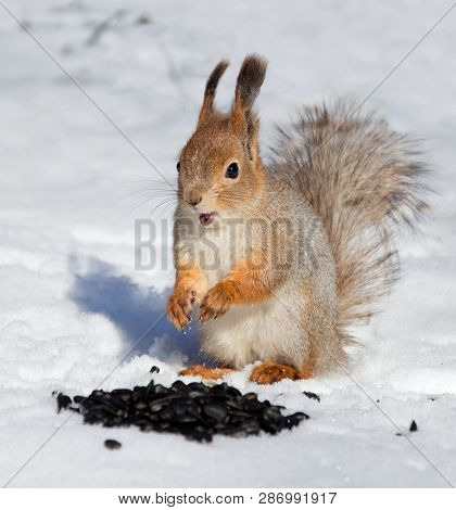 Red Squirrel Surprised On A Bunch Of Seeds - Wants To Eat