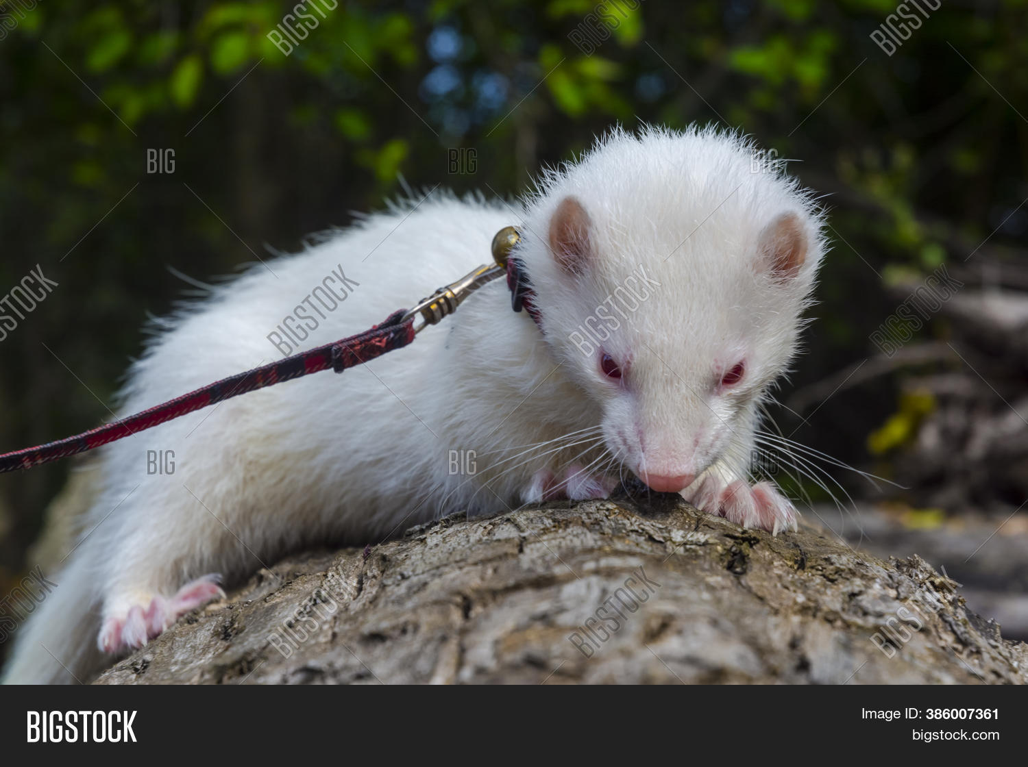 Albino Domestic Ferret Image & Photo (Free Trial) Bigstock