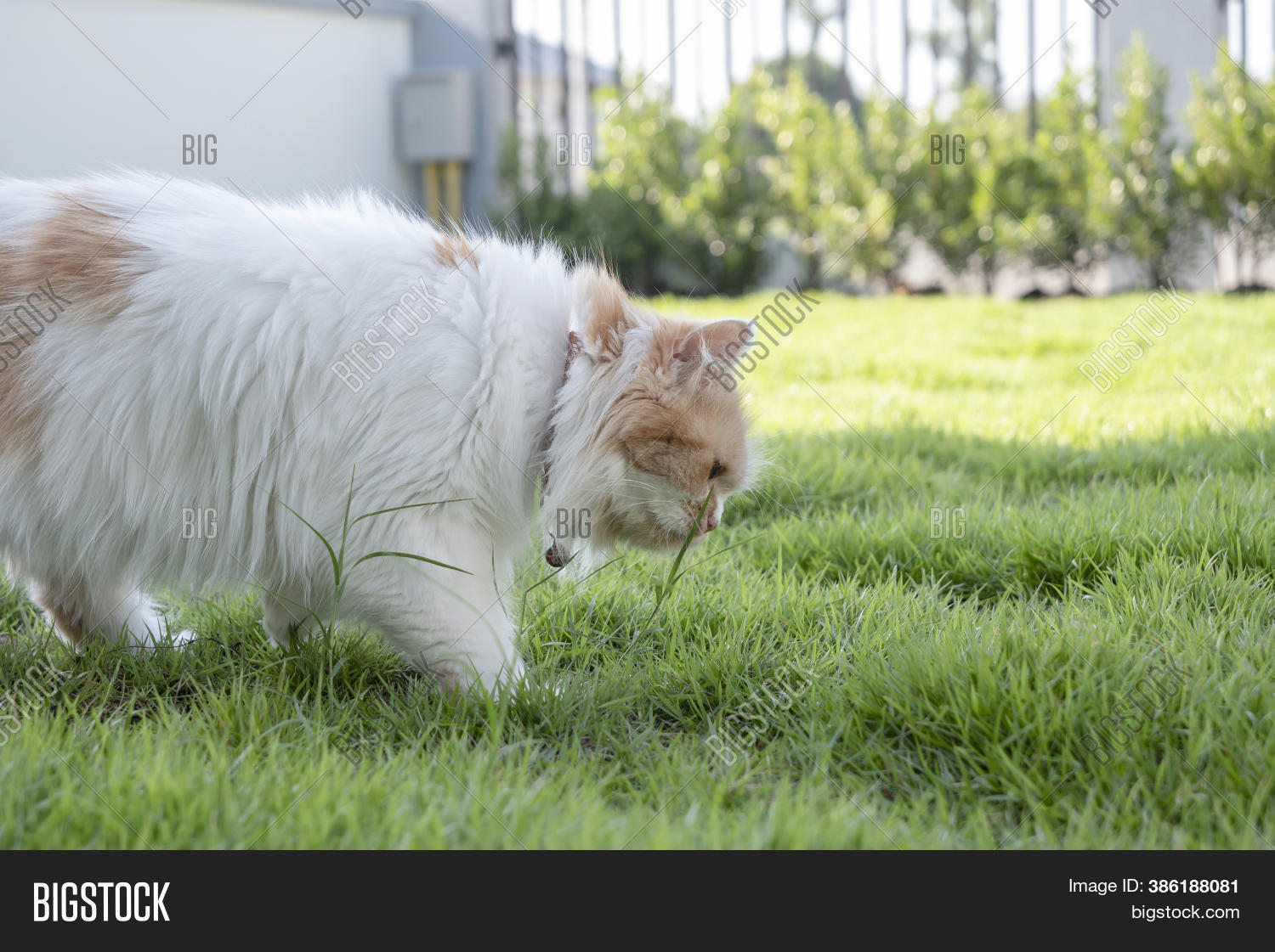 persian cat eating