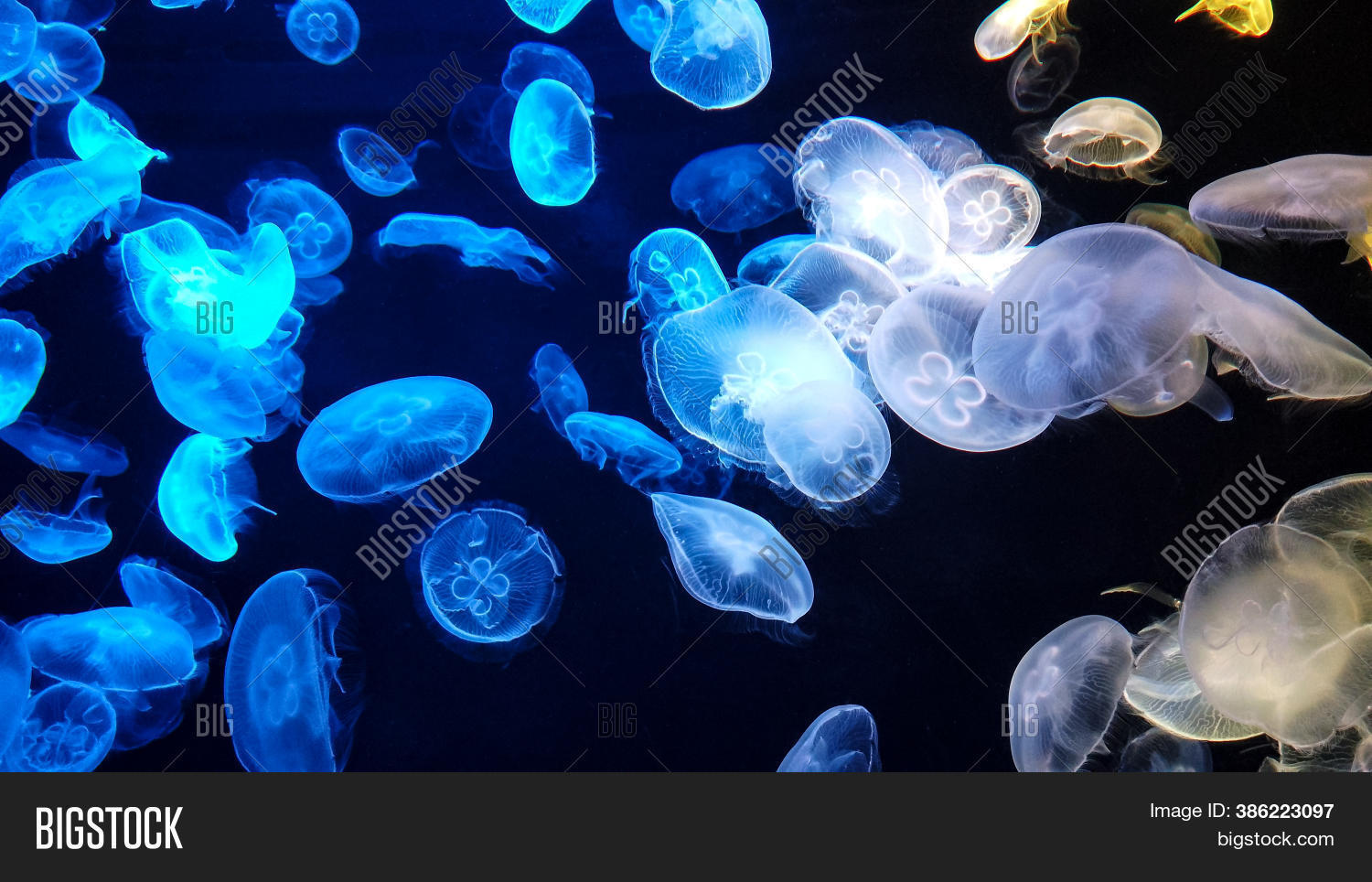 Jellyfish Changes Image & Photo (Free Trial) Bigstock