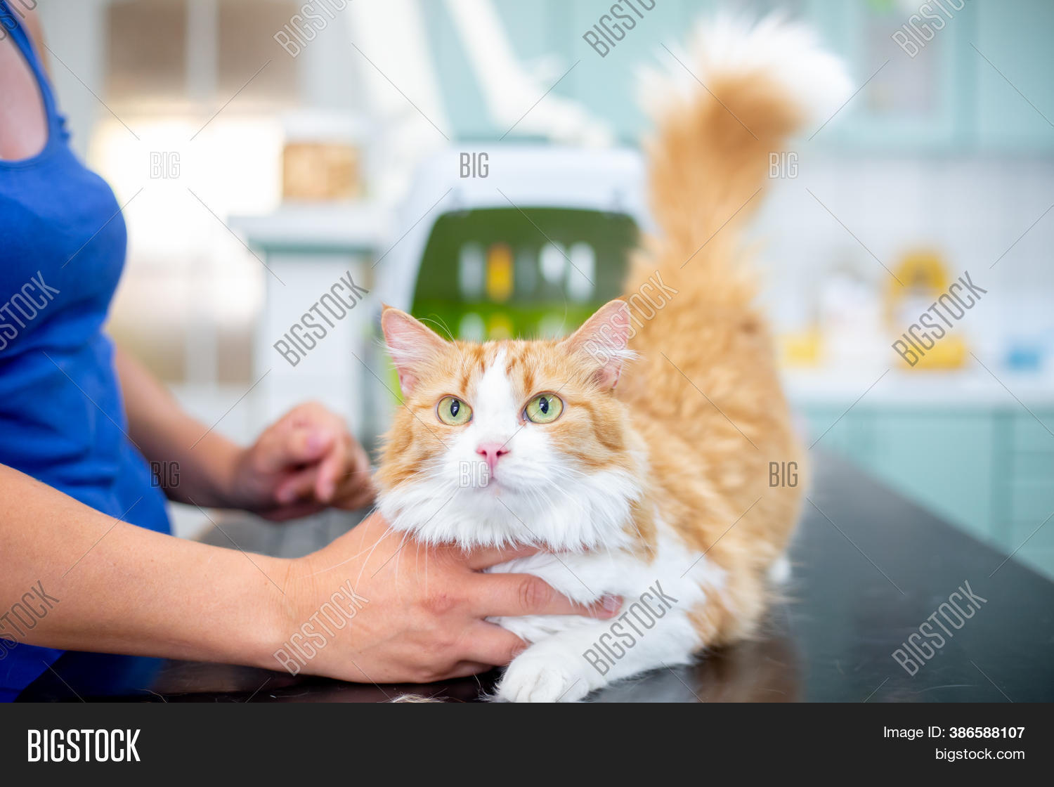Preventive Control Cat Image & Photo (Free Trial) Bigstock