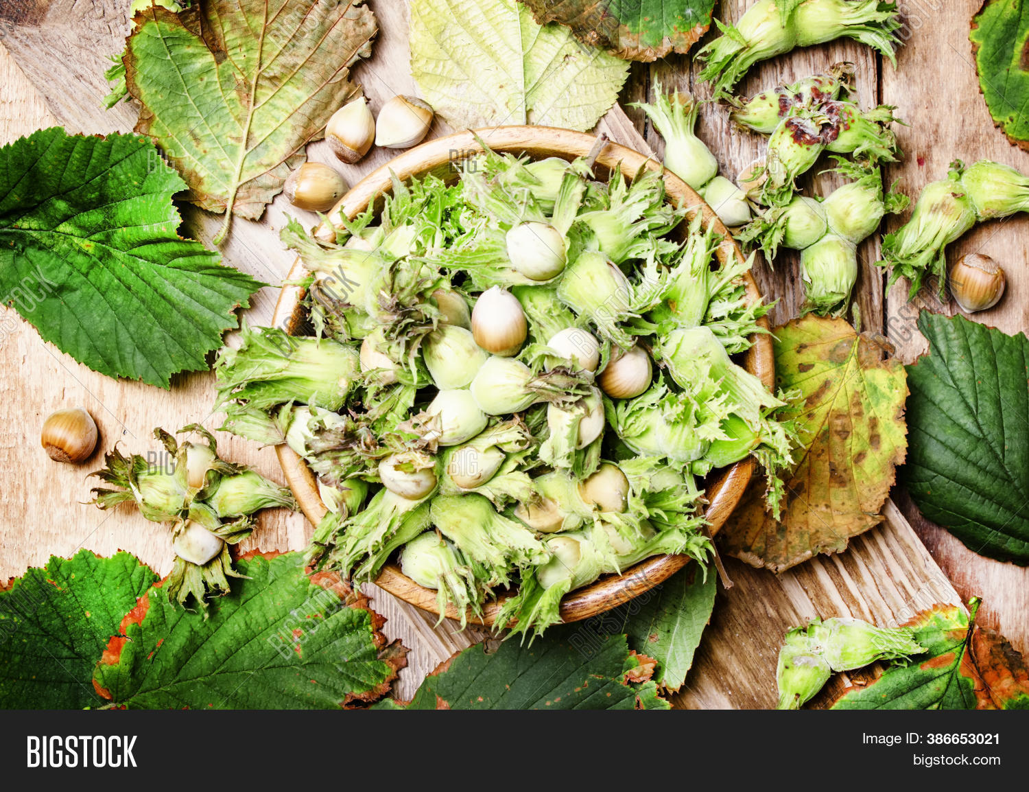 Forest Nuts Hazelnuts Image & Photo (Free Trial) Bigstock