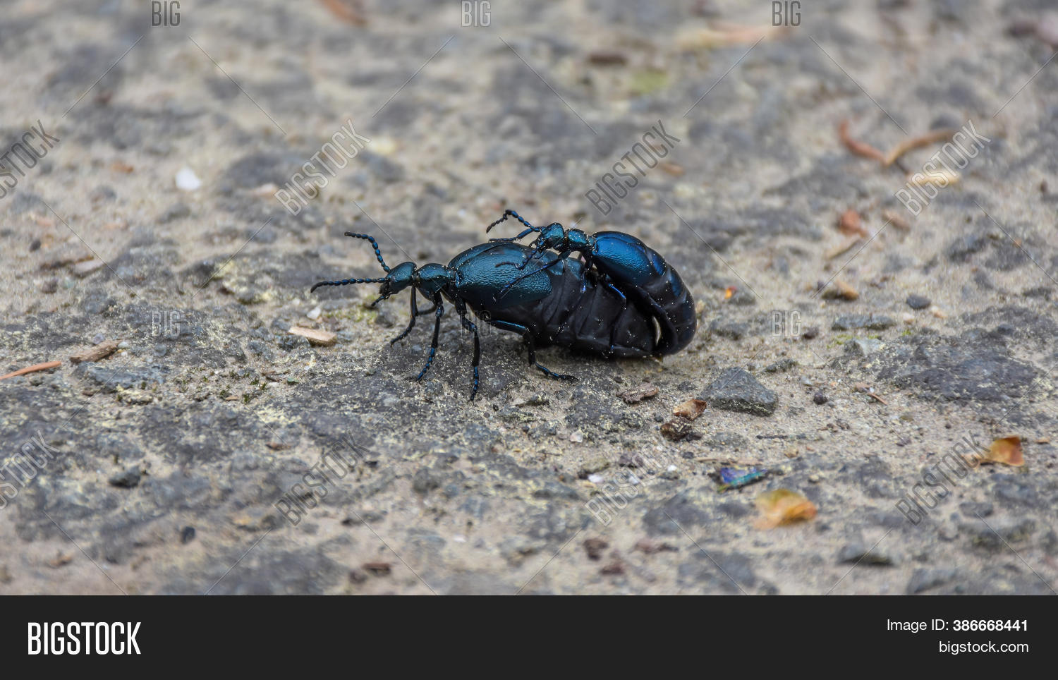 Poisonous Beetle Meloe Image & Photo (Free Trial) Bigstock