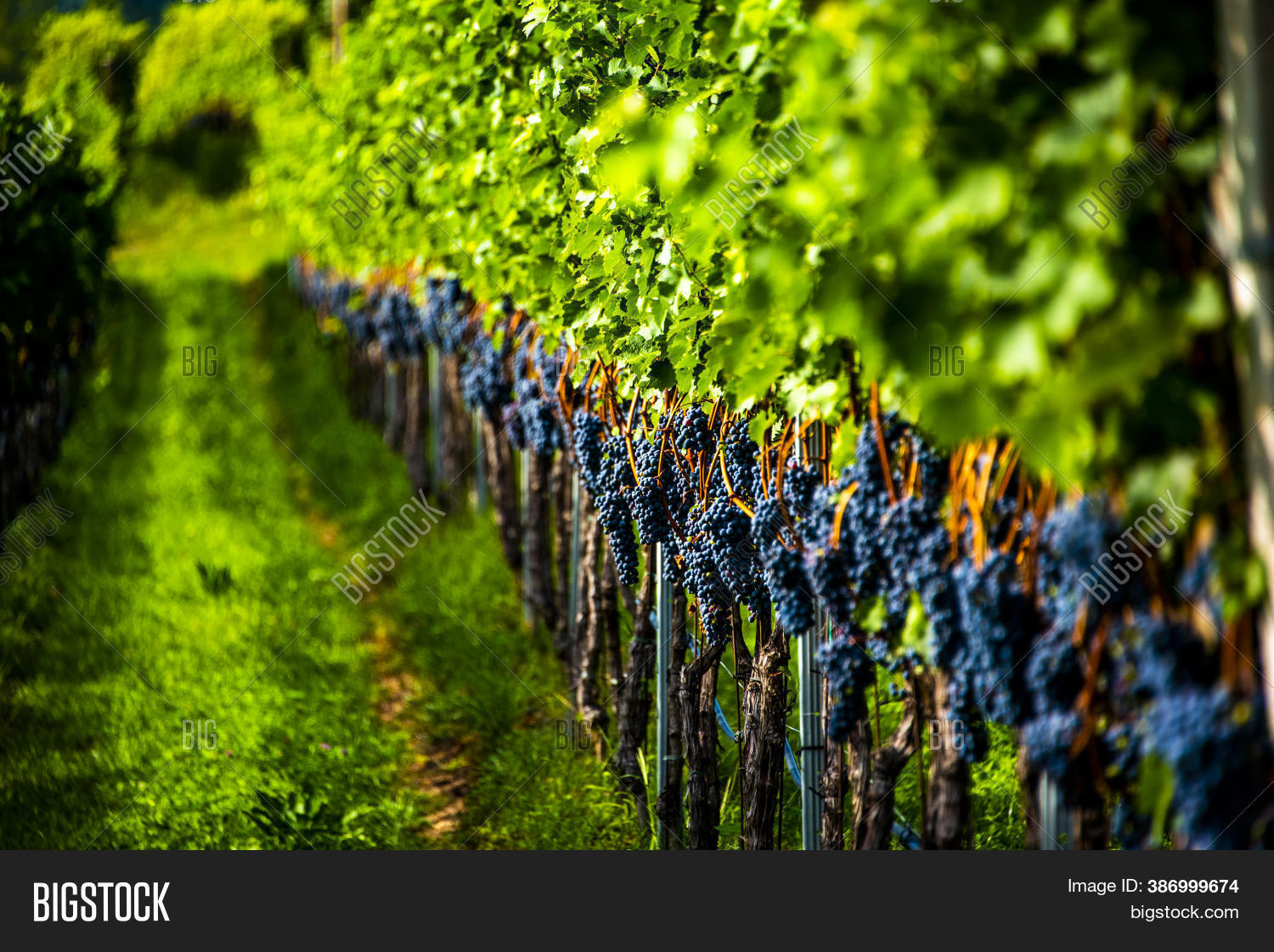 Grape Stalk Ripe Ready Image & Photo (Free Trial) Bigstock