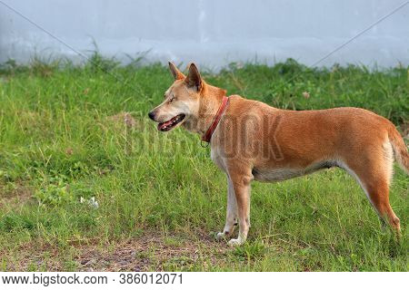 Orange Brown Color Of Dog, One Eyeless And Sew Close. Standing On The Green Lawn. It Is A Domesticat