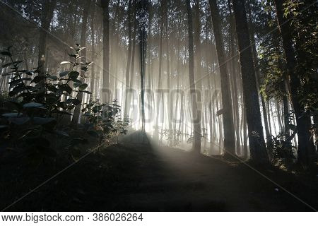 Morning Sunrise In The Forest Of Lembang, Indonesia