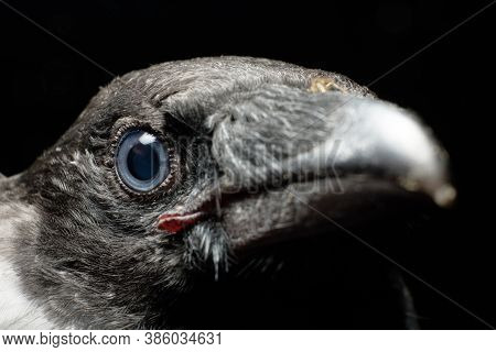 Sharp And Piercing Gaze Of A Crow, Close-up Of A Crow's Eye, Portrait Of A Bird.