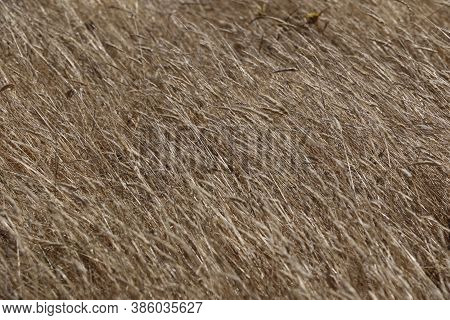 Detail Of A Rural Landscape In Costa Da Caparica, Portugal