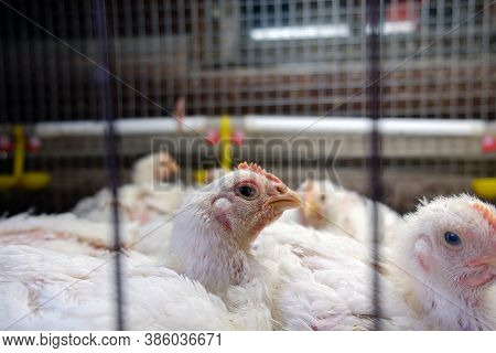 The Brazen Look Of A Broiler Chicken