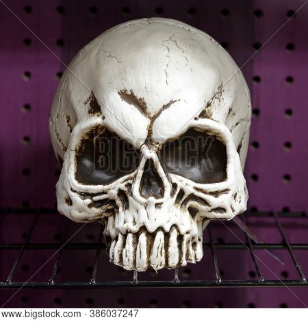 Jawless Skull Display On Stand For Halloween Props And Decorations