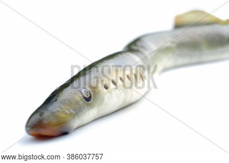 River Lamprey, Isolated On A White Background, A Species Of Predatory Jawless Fish In The Family Lam