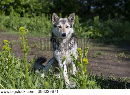 wolf-like dog in nature, watchdog or hunting dog