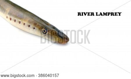 Lamprey River, Isolated White Background, Freshwater Fish Species Of Predator Family Of Jawless Mina