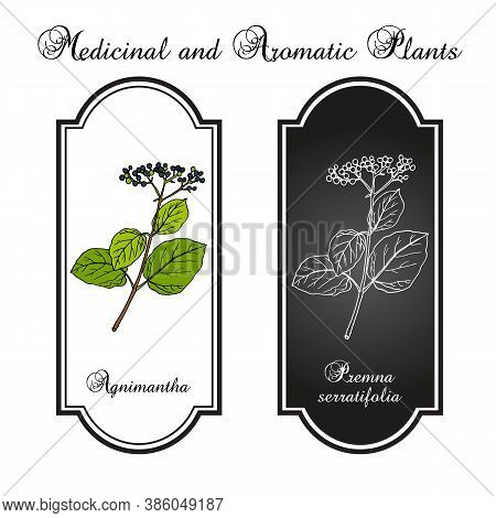Agnimantha Premna Serratifolia , Medicinal Plant. Hand Drawn Botanical Vector Illustration