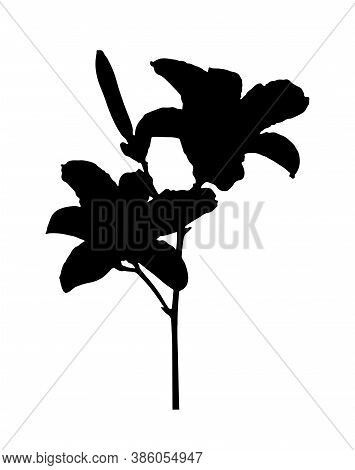 Vector Daylily Flower Silhouette Isolated On White Background